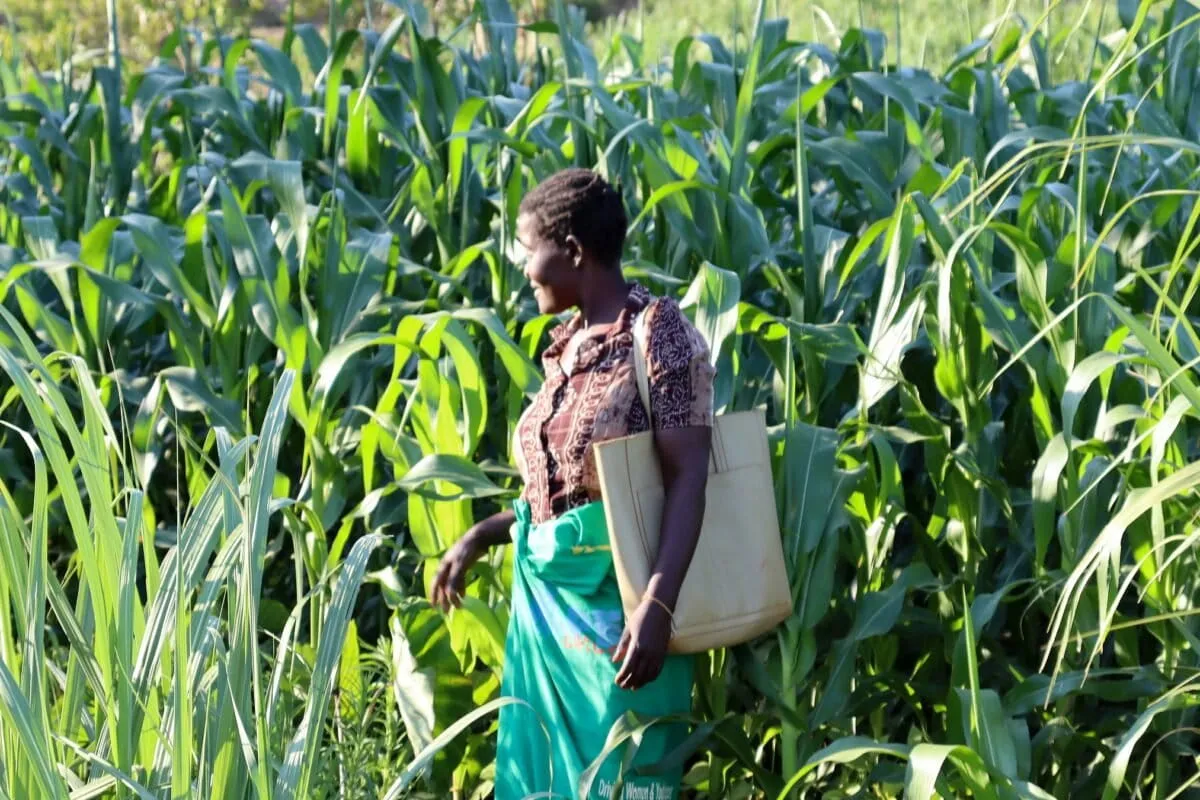 Malawi farmers ditch expensive fertilizer, rebuild soil and income