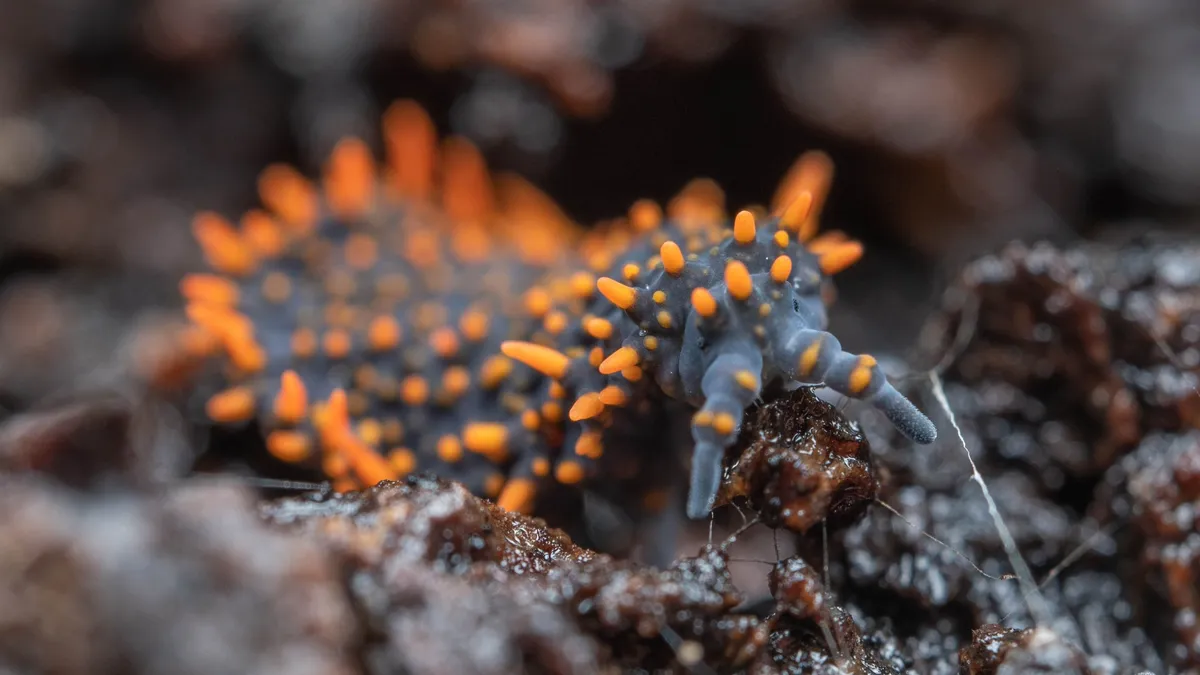 Farm Fields Are Making Soil Critters Pickier Eaters, And That's Not Necessarily Good