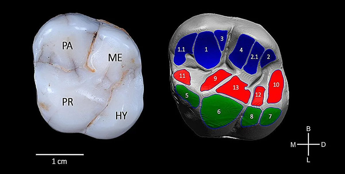 Study shows the hominid population of Sima de los Huesos had a varied diet