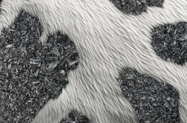 Cows fed biochar spread carbon-storing soil amendment while they graze