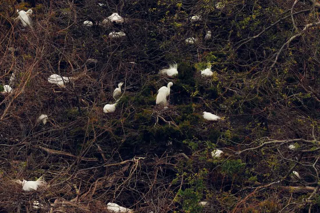 A mixture of great egrets, snowy egrets and white ibis nesting near the welcome center in Ocean City.