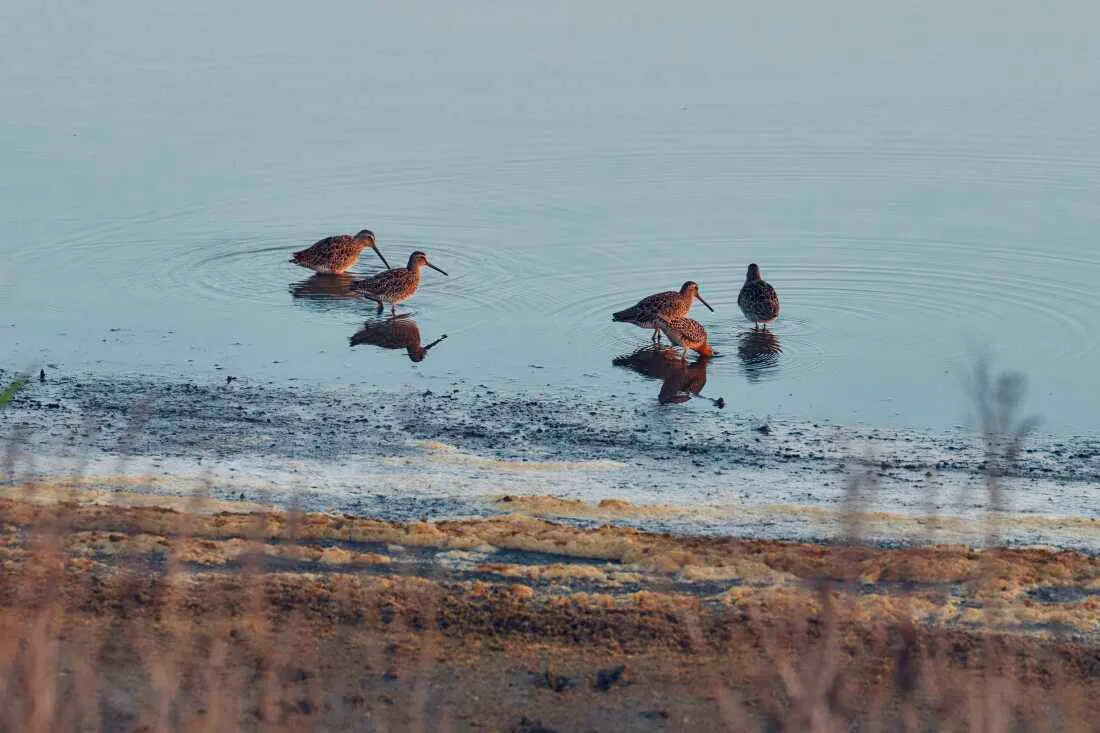 Shorebirds forage along the marsh at Edwin B. Forsythe National Wildlife Refuge in southern New Jersey.