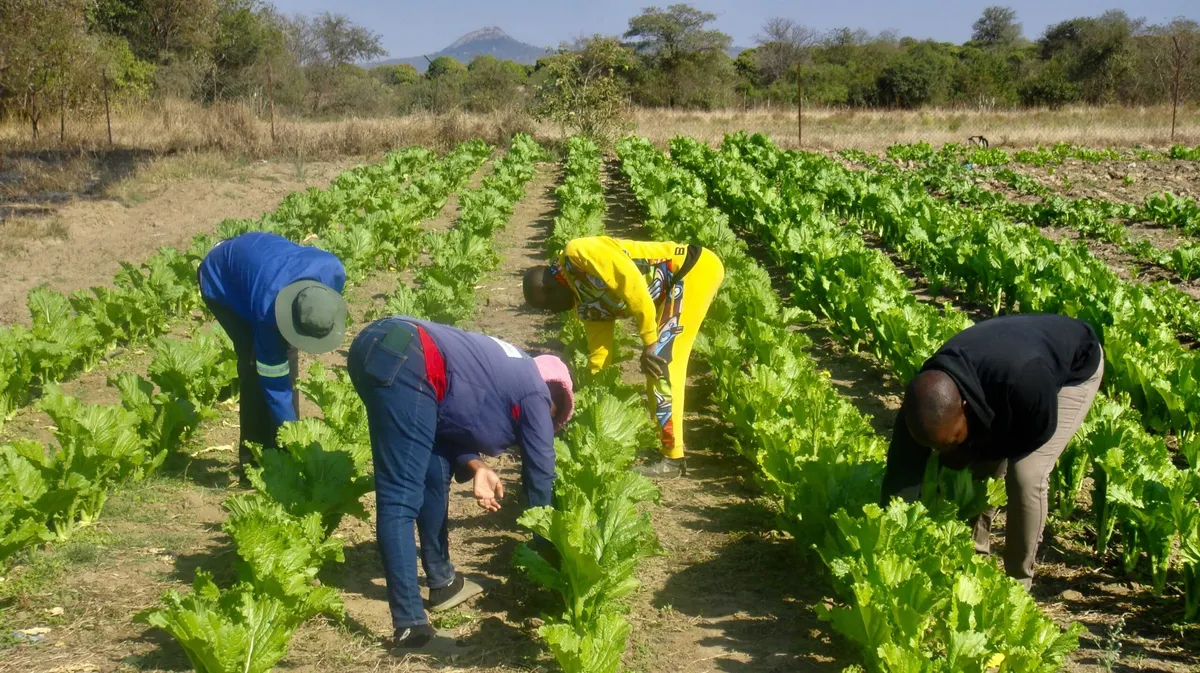 South Africa school uses cattle dung to generate biogas for cooking meals