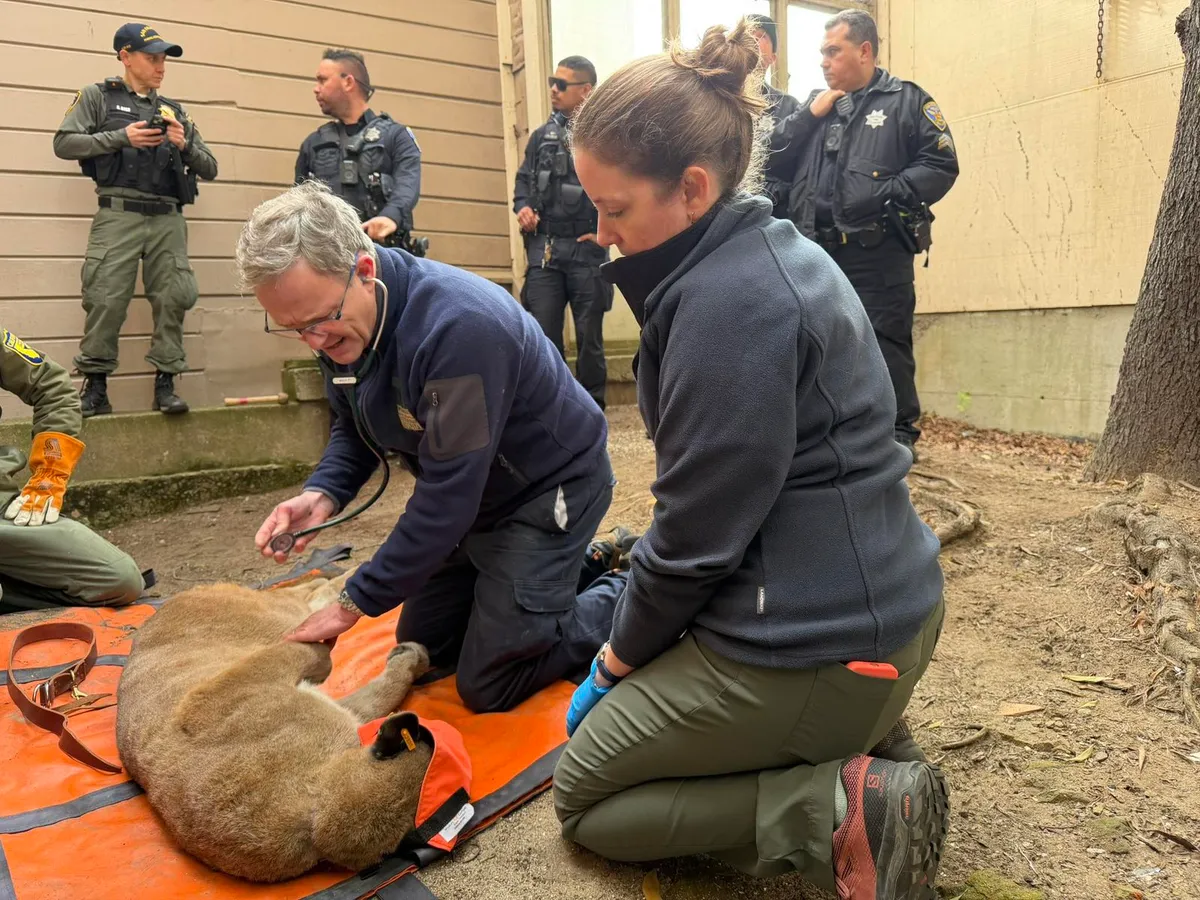 Rare Mountain Lion Standoff in San Francisco Ends Peacefully After a 30-Hour Search