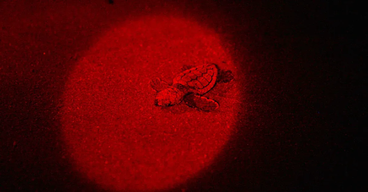 Do sea turtles only hatch during a full moon? Your top 5 questions about sea turtles, answered by an expert