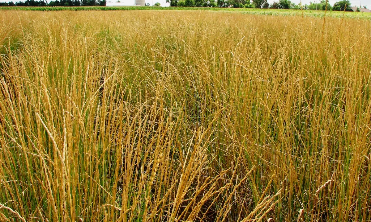 The Business Case for Regenerative Grows