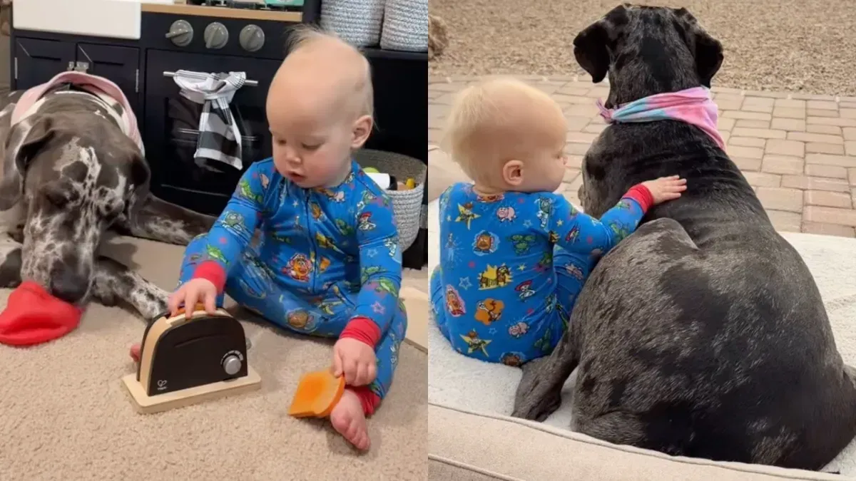 Baby Has the Most Adorable Great Dane Nannies