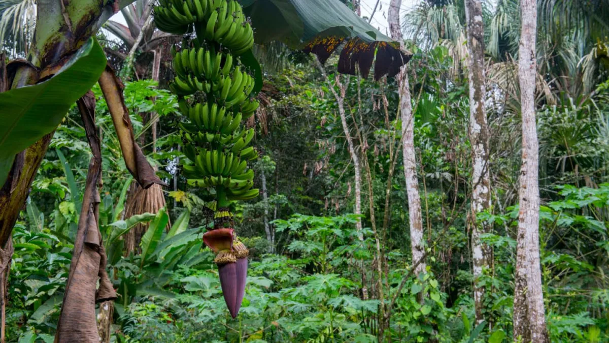 Plants Have a Genetic Superpower That Lets Them Survive the Apocalypse
