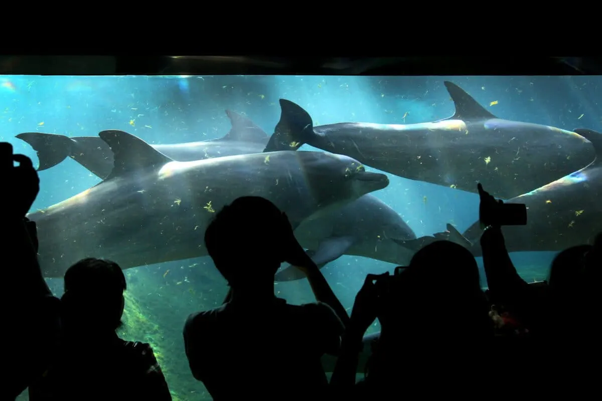Singapore's Megaresort Quietly Hits Pause on Dolphin Captivity