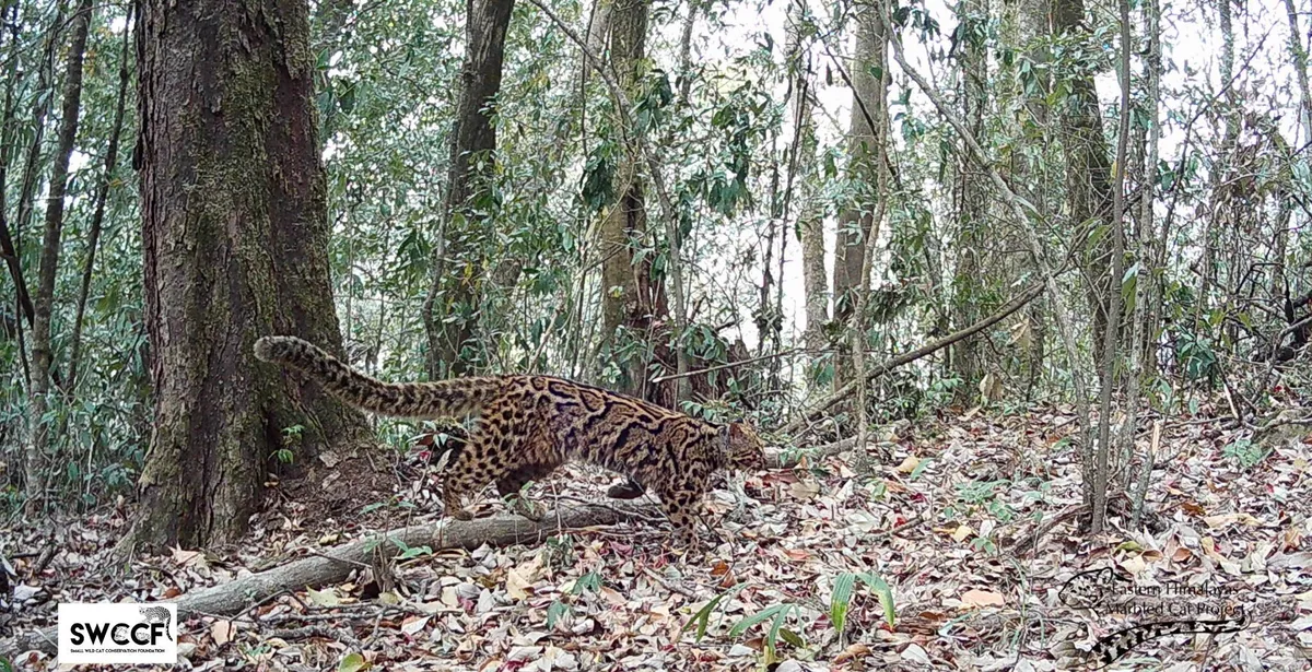 Community-led initiatives safeguard marbled cats in northeast India