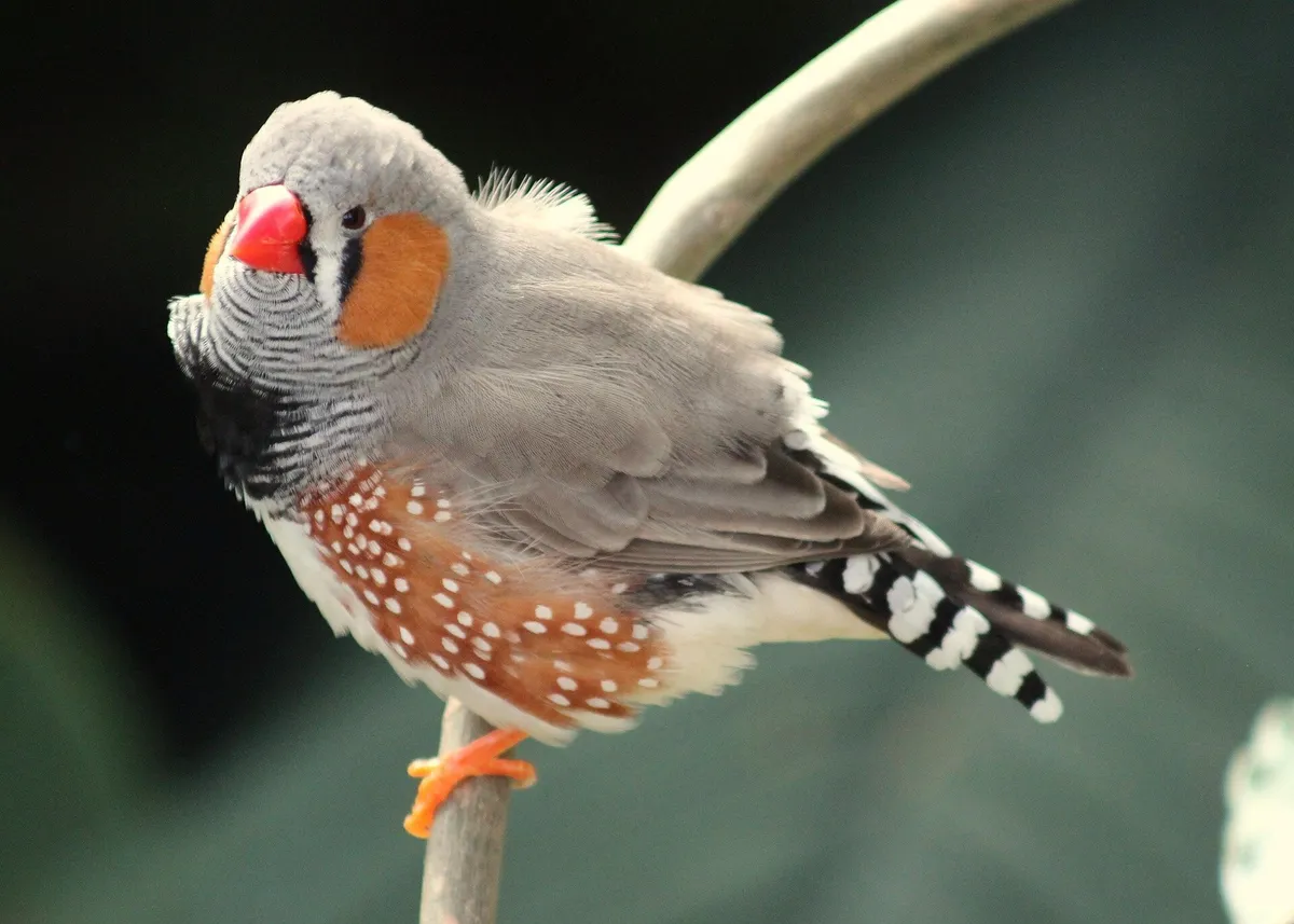 Listening to songbird dreams for clues to how sleeping brains learn