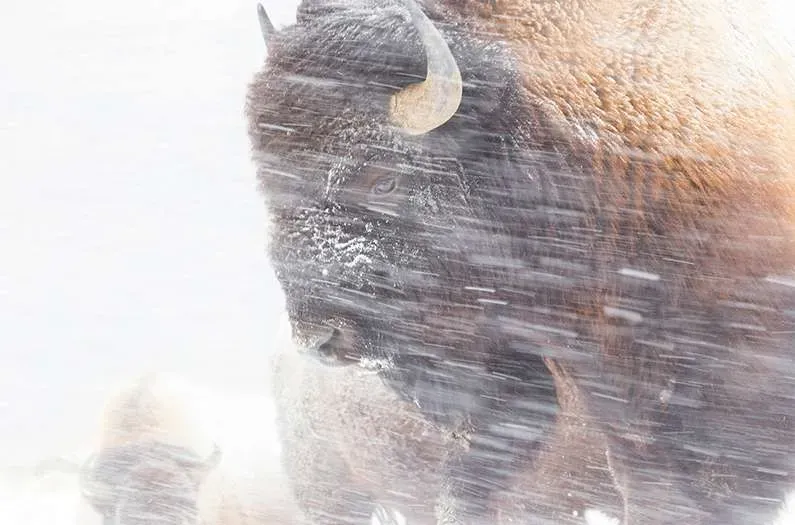 Ancient buffalo DNA lays out a roadmap to rehabilitating healthy herds