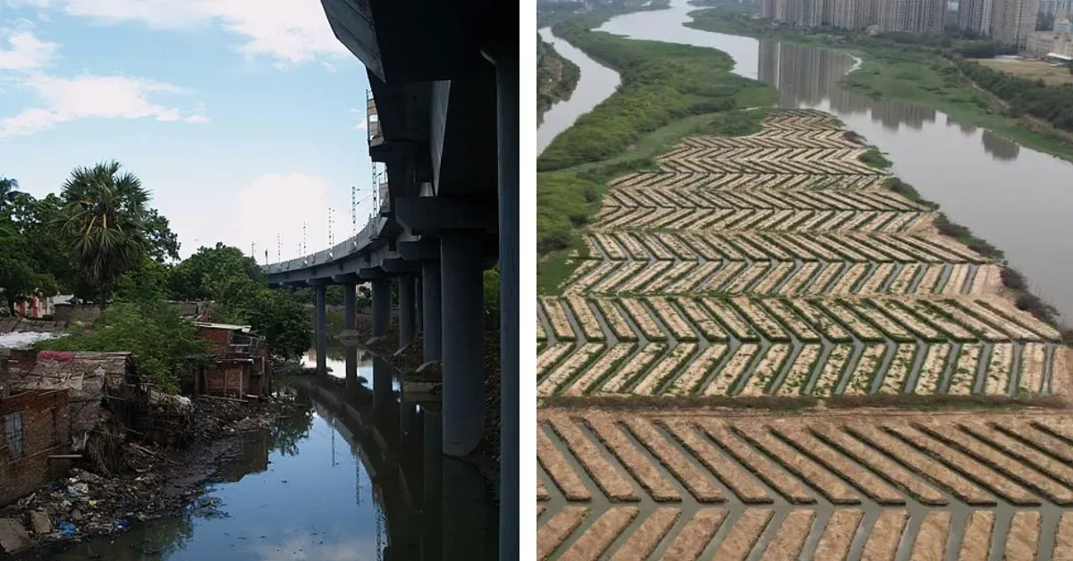 Inside the Revival of a Garbage-Choked Canal in Tamil Nadu With 20000 Mangrove Plants