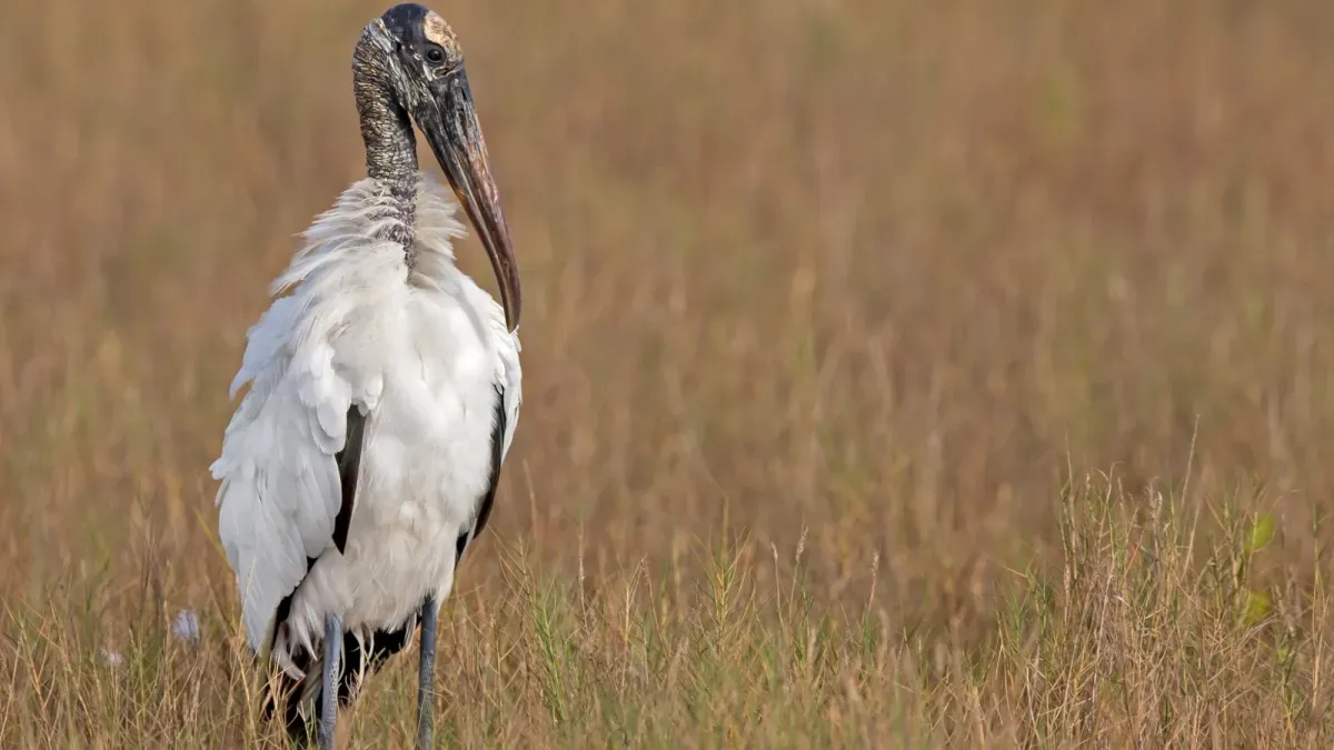 Wood storks removed from endangered species list after four decades