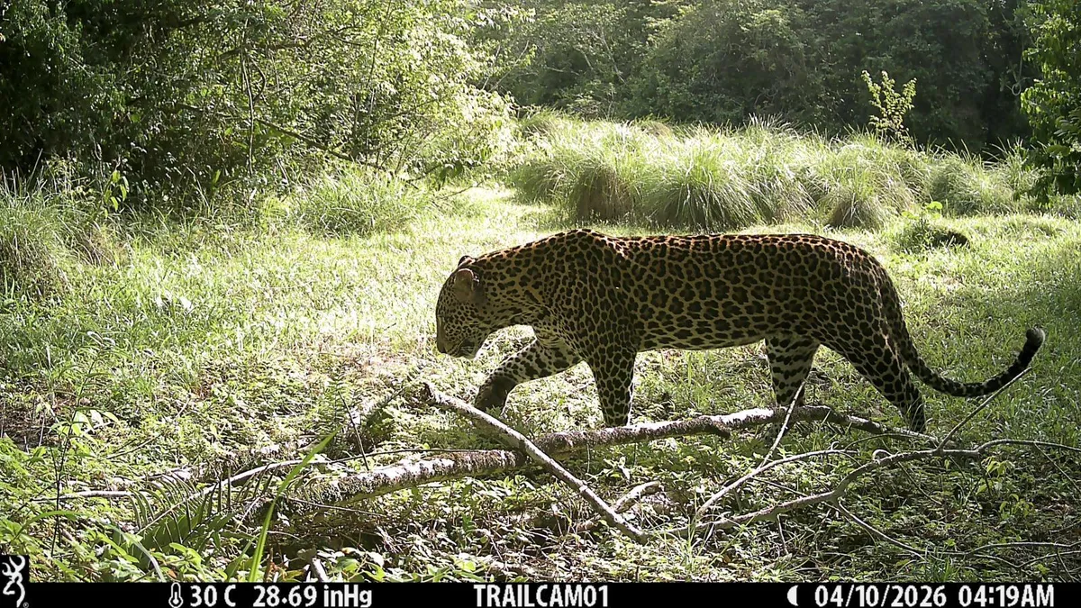 The quest to reconnect imperiled rainforest in West Africa