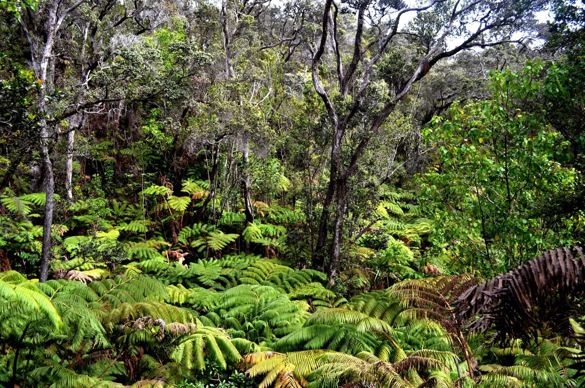 This tiny African island pays its people to protect its wild rainforests