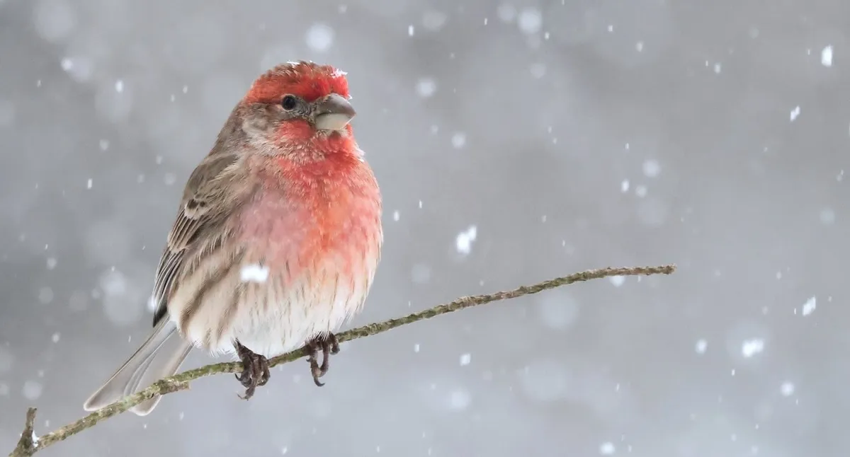Help Our Feathered Friends: Volunteer For the Great Backyard Bird Count Worldwide