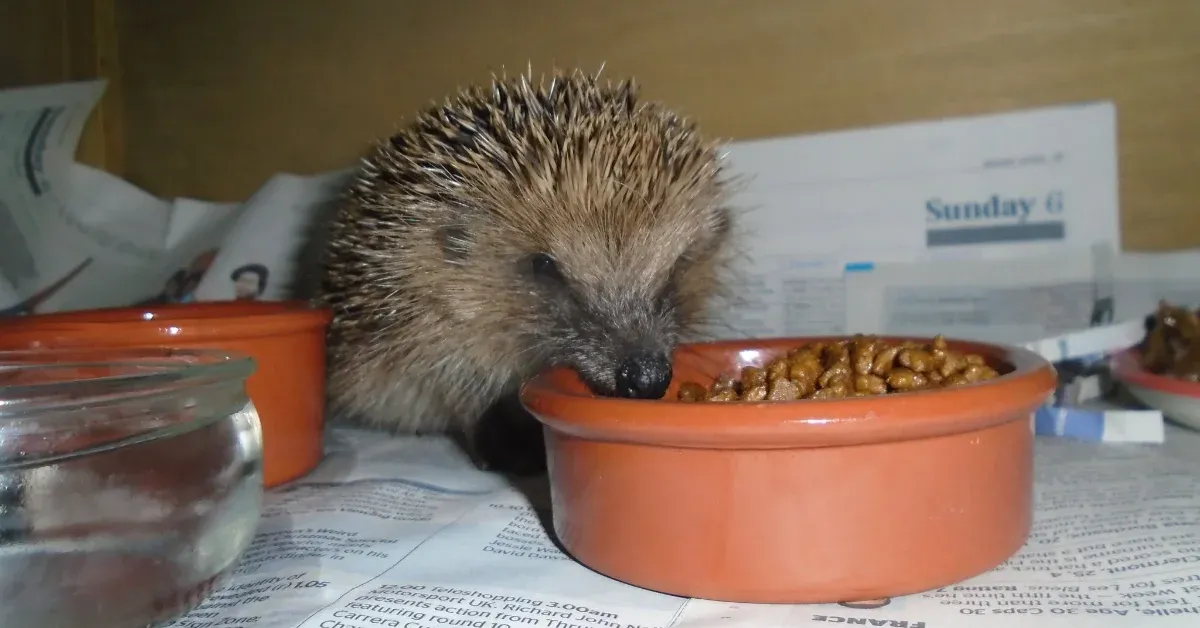 A UK prison offers carpentry classes. The inmates used their new skills to make 'hedgehog boxes'