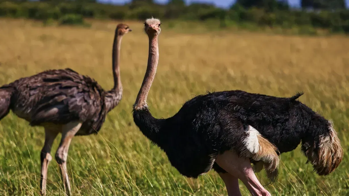 This Ostrich Found Its Groove Dancing to Gospel Music and Went Viral