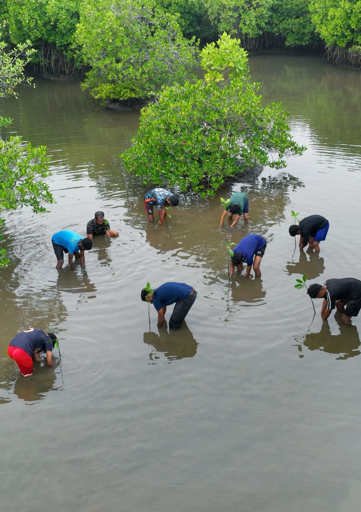 Locals in Kannur Are Saving Critical Mangrove Forests, Protecting Their Coast
