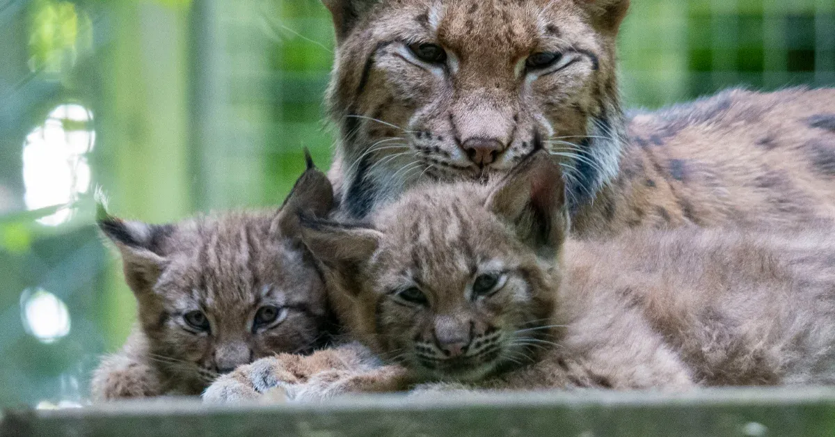 A Mama Lynx and Kitten Just Got Caught on Camera, Proving Colorado's Wildest Comeback