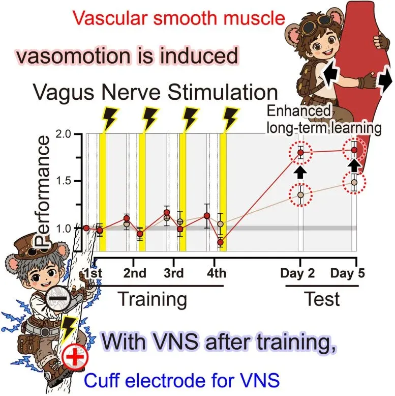 Vagus Nerve Stimulation Could Unlock the Brain’s Hidden Learning Potential