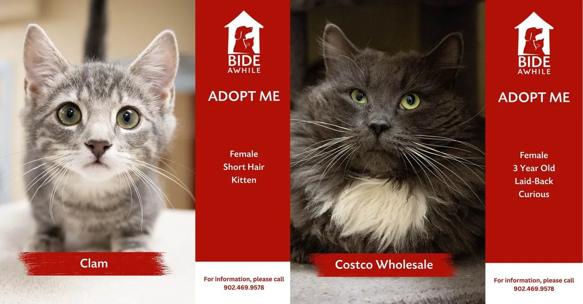 This Animal Shelter Closes, Emptied from Day After Day of Instant Adoptions: ‘It’s Been Nonstop’