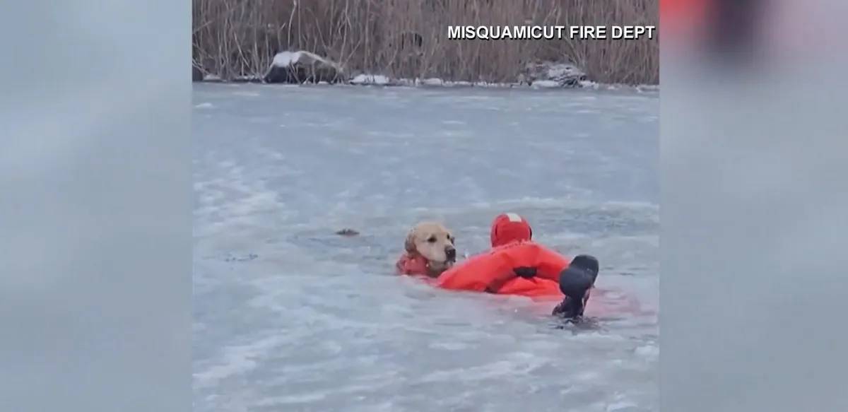 Naughty Golden Retriever Rescued After Falling Through Frozen Pond–No Bones for a Month