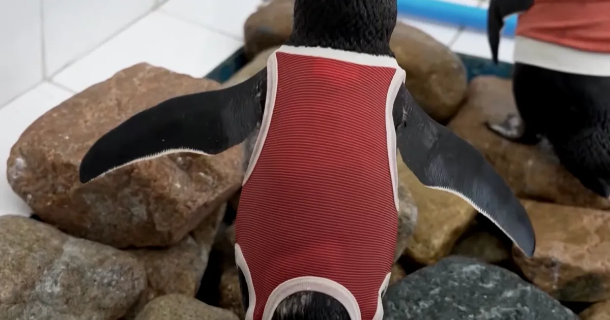 Chilean Penguins Are Rocking Copper Vests for Faster Healing