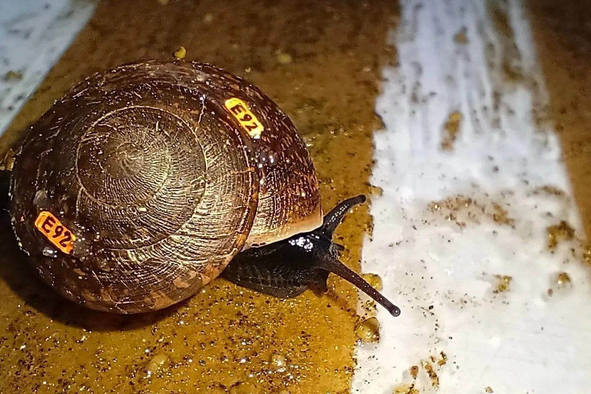 From ‘extinct’ to growing, a rare snail returns to the wild in Australia