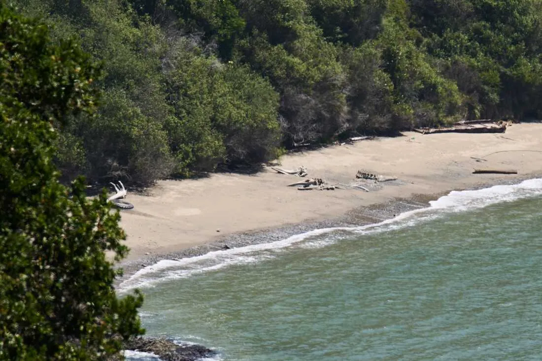 Skeletons are all that remain of three gray whales that died in San Francisco Bay this year. Researchers quickly did animal autopsies to determine the cause of death.
