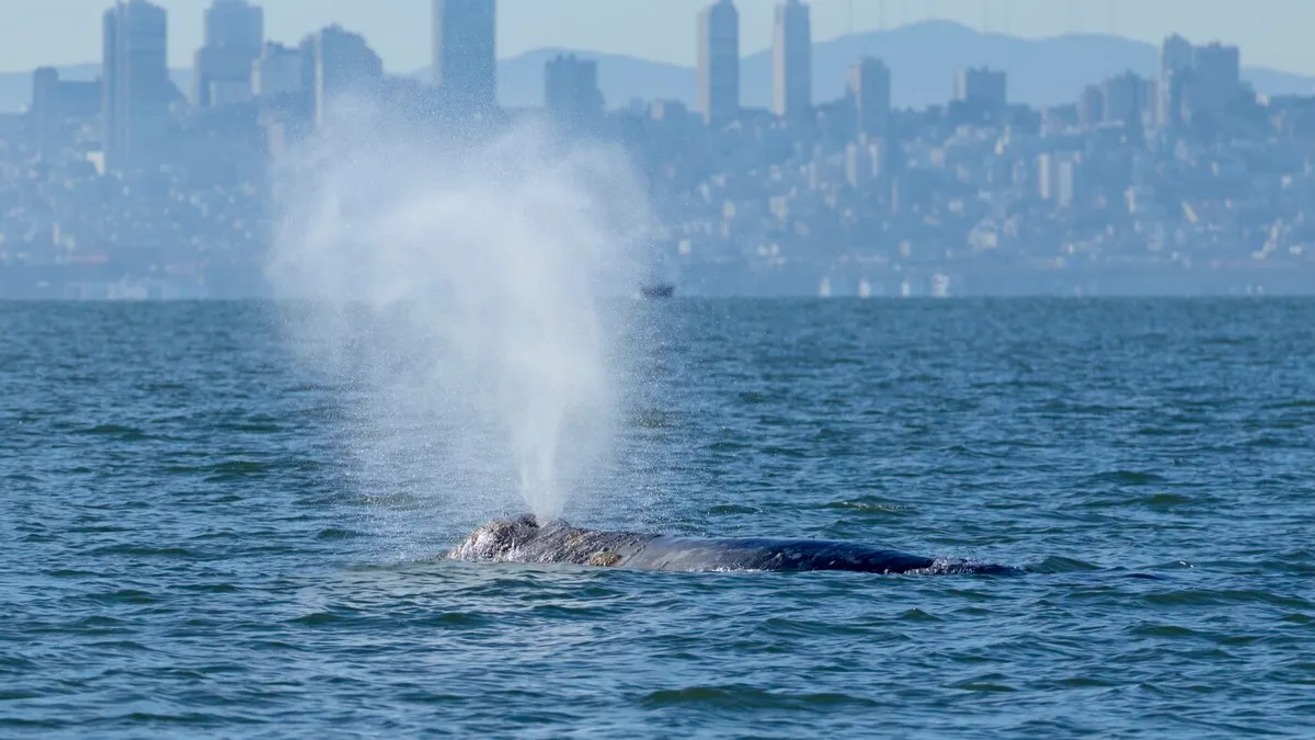 Whales are showing up in San Francisco Bay. New ship alerts could help protect them