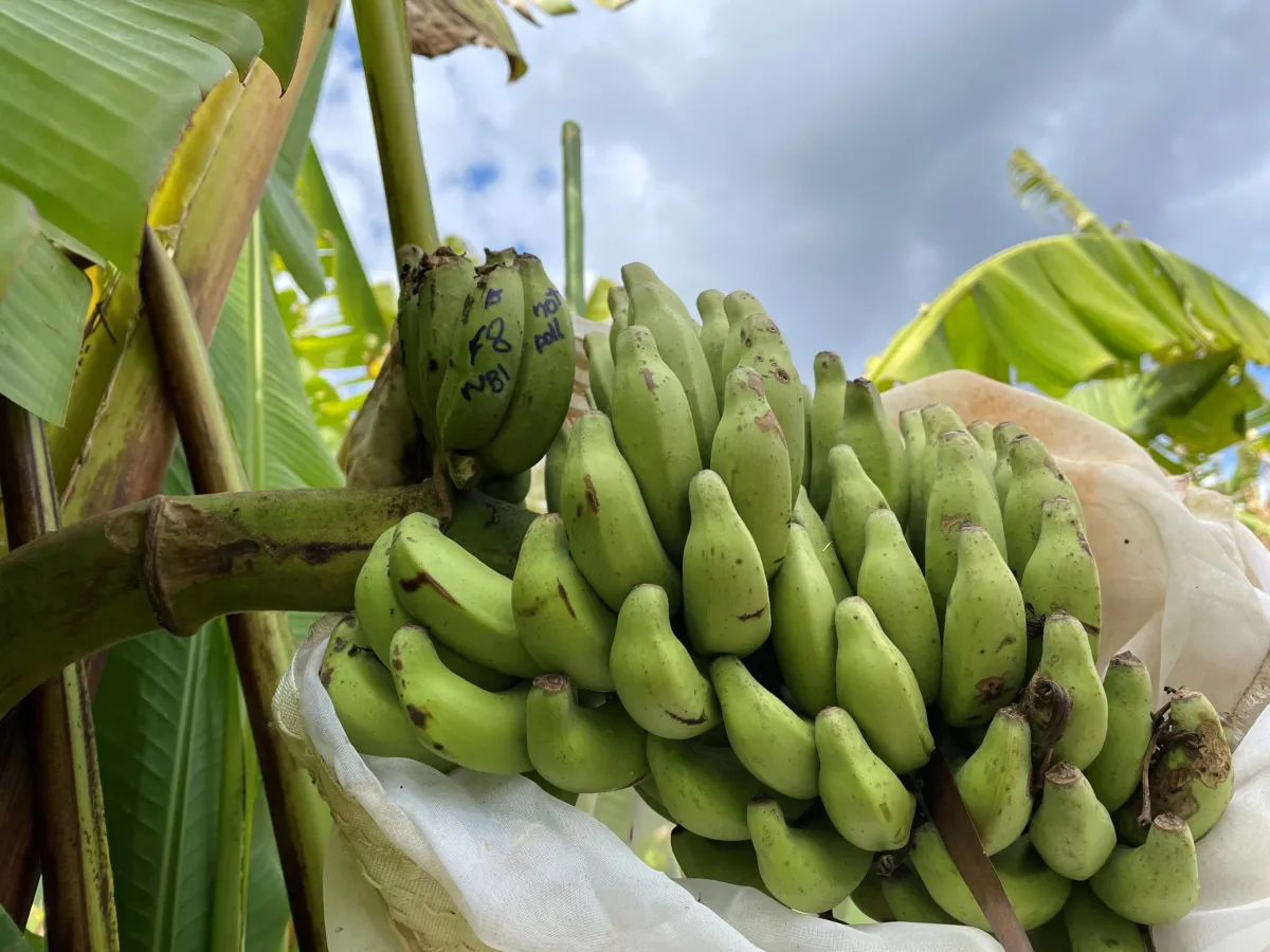 Scientists locate banana's hidden defense against a devastating fungal disease