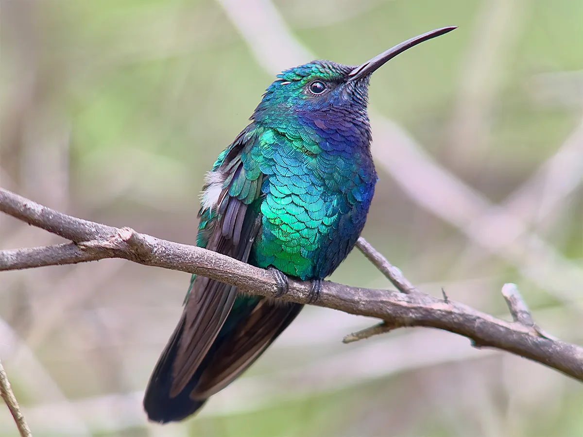 Article illustration