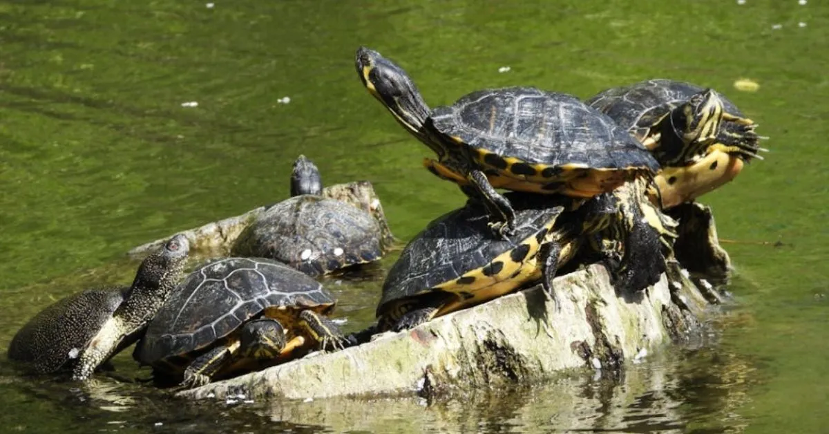 500 turtles saved from dying lake: 'There was so little water. They were stacked up as if they were on an elevator'