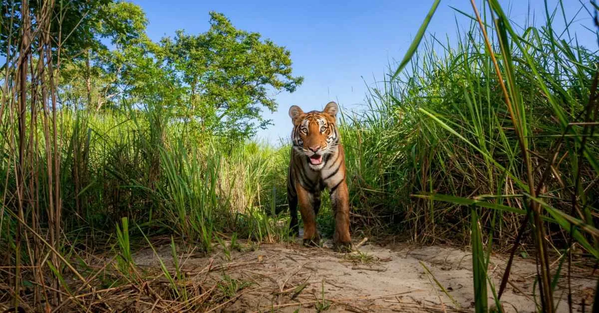 With India's tiger population on the rise, wildlife crossings are next