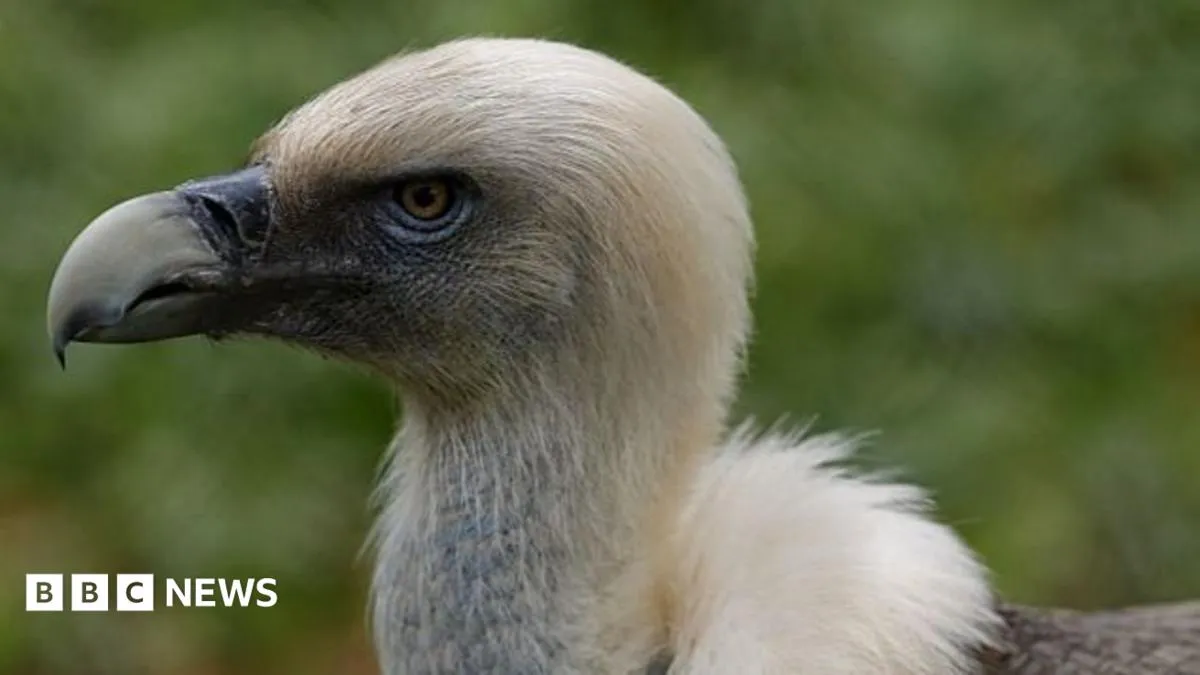 Vultures are disappearing in Nigeria - but the 'vulture king' and others are fighting back