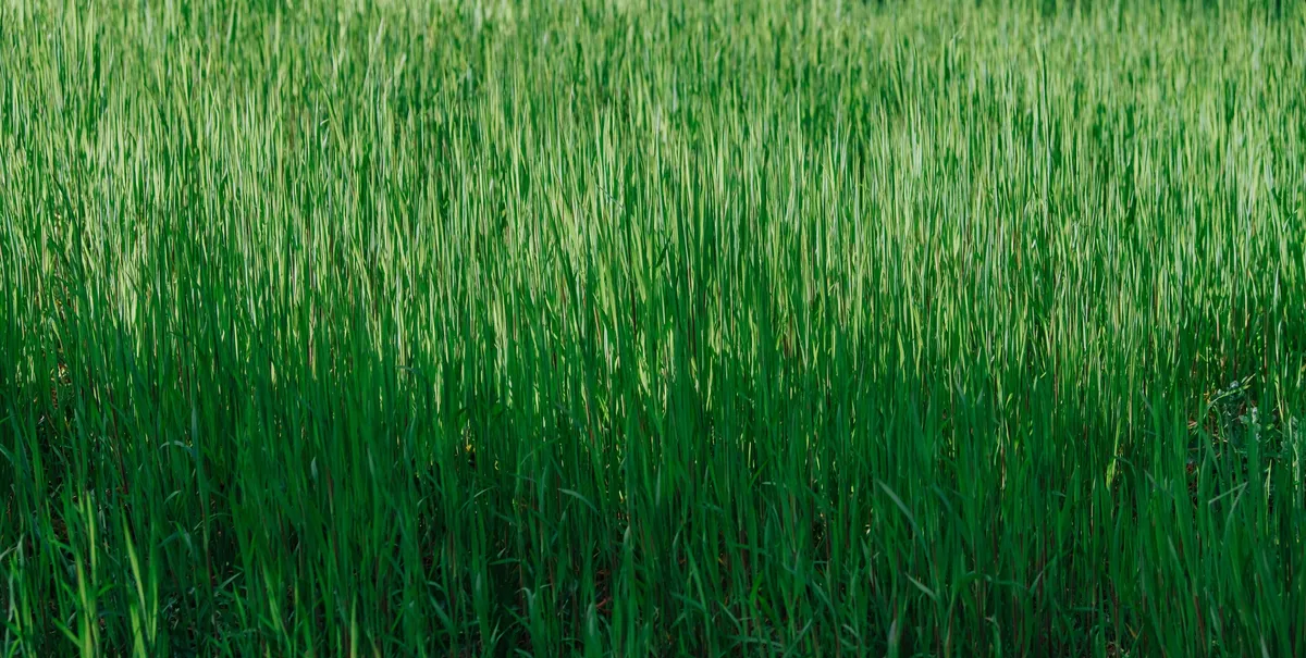 Farmers Might Cut Grass Higher to Keep Weeds Out (And Save a Fortune)