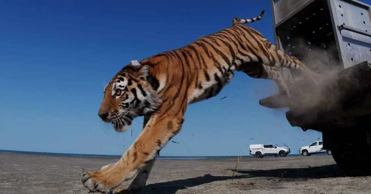 Tigers have not been seen in Kazakhstan in 70 years. Now, they are being reintroduced to the wild