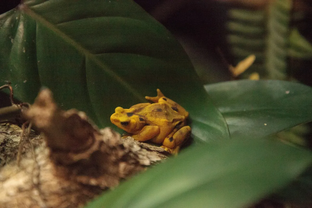 Panama's golden frogs return to wild after 17-year fungal battle
