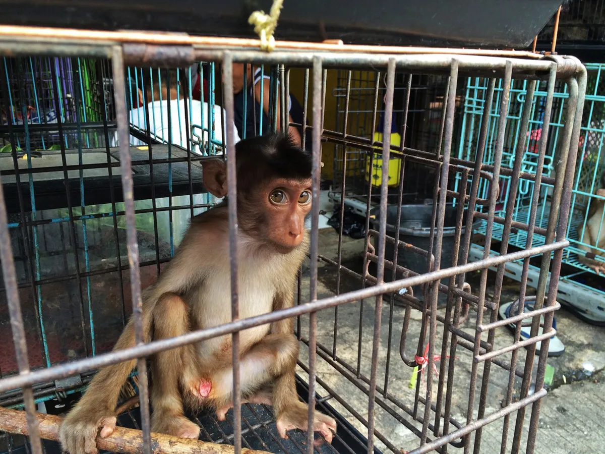 First global summit held in Indonesia to tackle animal cruelty content