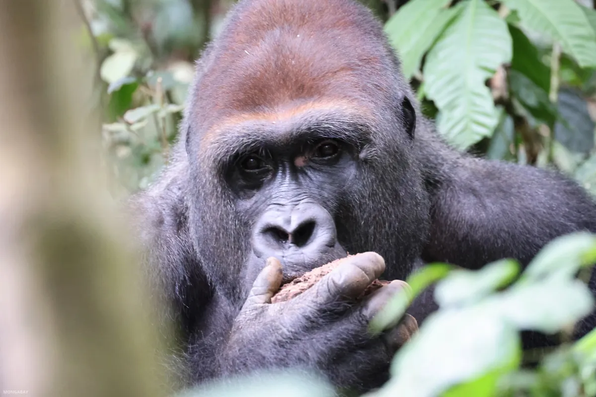Elephants and Gorillas Are Luring Tourists to an Unexpected Place