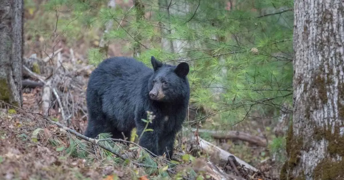 Black bears were nearly hunted to extinction in the US South. Decades later, they're finally rebounding
