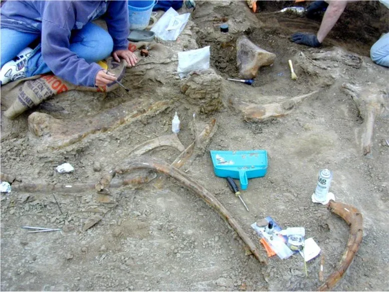 Excavation of Edmontosaurus Fossil Bonebed