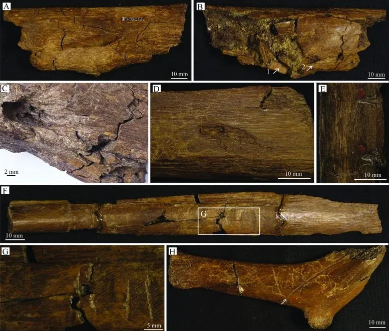 Tooth Traces on Rib Specimens