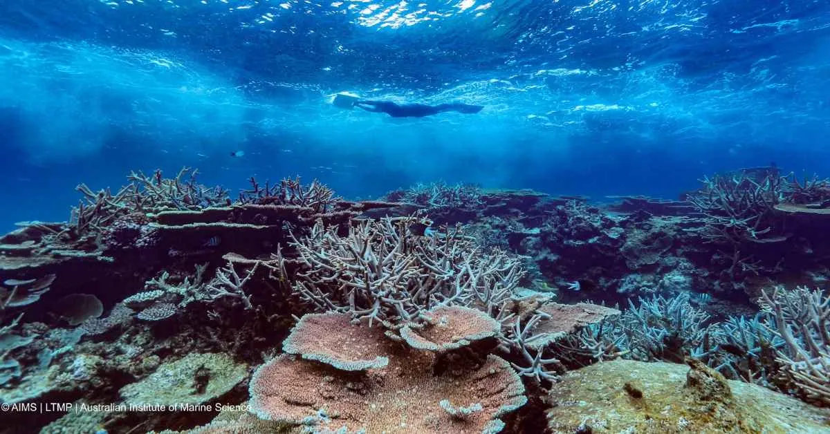 Late summer monsoon leads to 'signs of recovery' in Great Barrier Reef