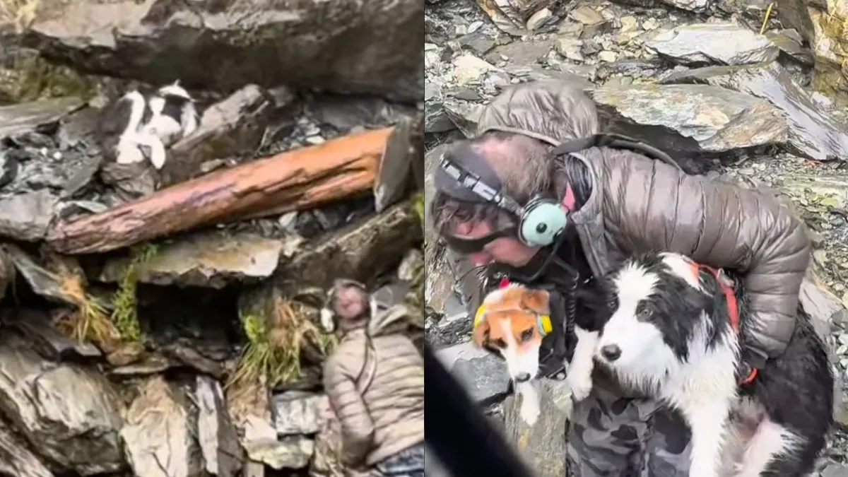 A Pilot Left a Dog Behind During a Rescue. Then Strangers Stepped In.