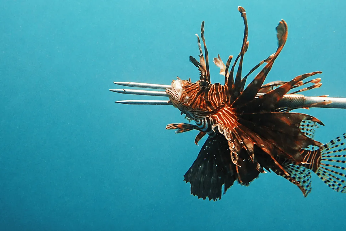 Honduran Divers Are Turning the Tables on a Spiky, Invasive Predator