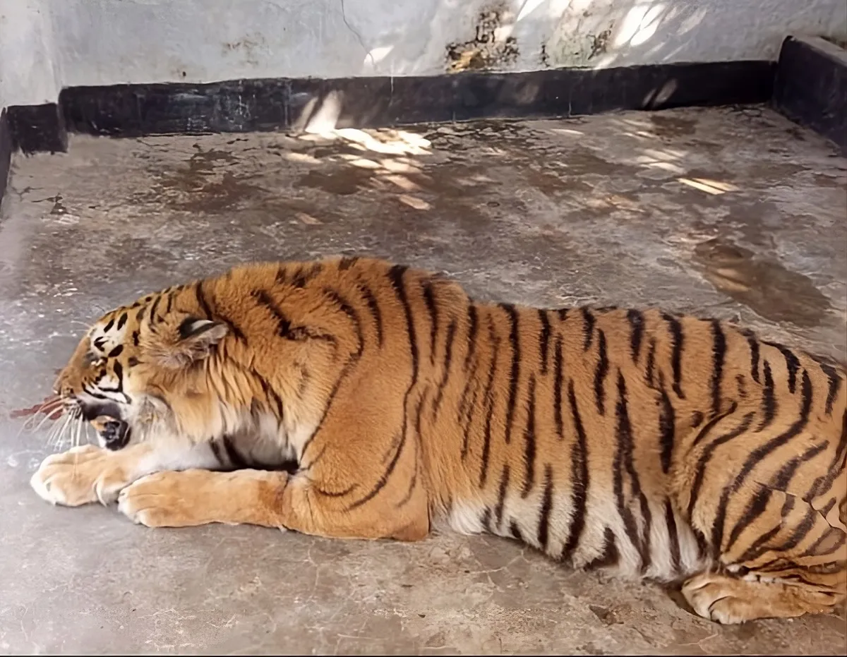 A Tiger Caught in a Poacher's Snare Gets a Second Chance in Bangladesh