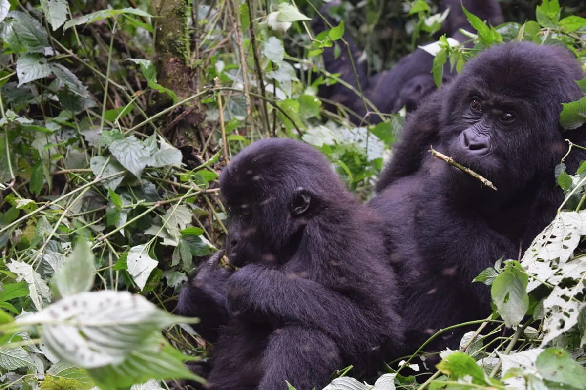 For the first time, Congolese NGO to manage a DRC protected area